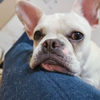 犬友達 🐶 募集