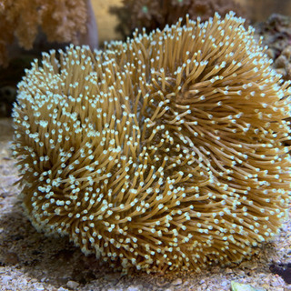 海水魚⑥ウミキノコ🍄