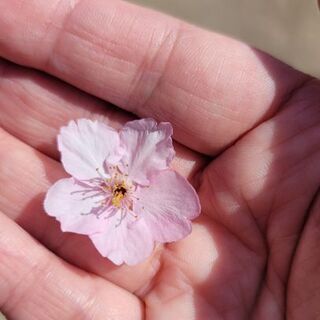 ライン友達募集中(❁´꒳`❁)ﾆｺ♡