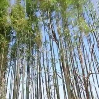 竹欲しい方。