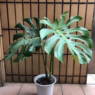 葉の立派なモンステラ 鉢植えの画像