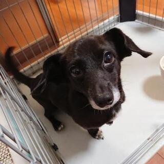ミックス犬　オス　パピオン＆ミニチュアダックス