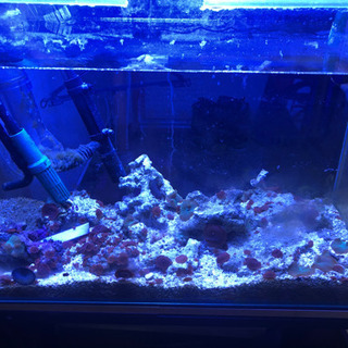 マリンアクアリウム　23点セット【交渉可】【発送可】【バラ売り不可】の画像