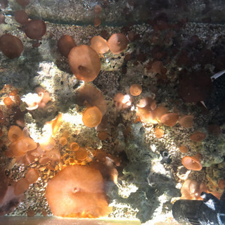 マリンアクアリウム　23点セット【交渉可】【発送可】【バラ売り不可】の画像