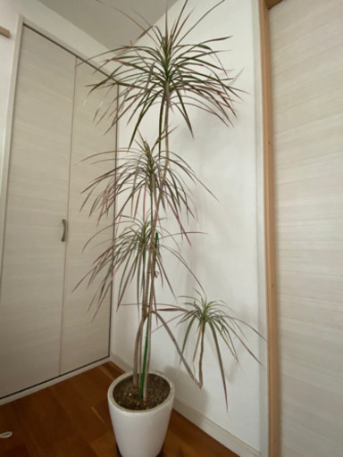 大型觀葉植物 コンシンネ