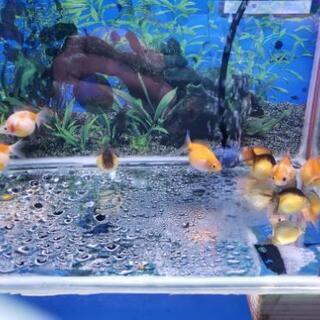 ピンポンパール🐠💕