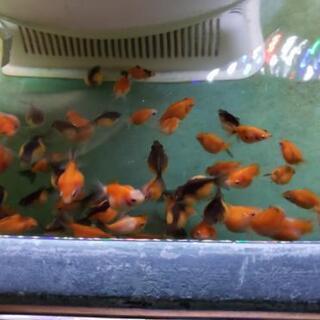 ピンポンパール🐠💕の画像
