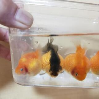 ピンポンパール🐠💕の画像