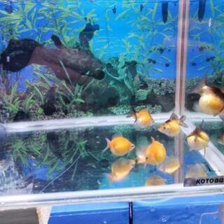 ピンポンパール🐠💕の画像