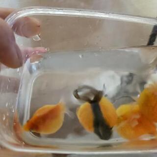 ピンポンパール🐠💕の画像