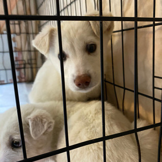 生後約3ヶ月の男の子🐶