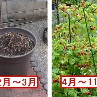 【受付終了】ラズベリー（果樹）