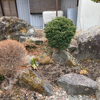 庭石　庭木　差し上げますの画像