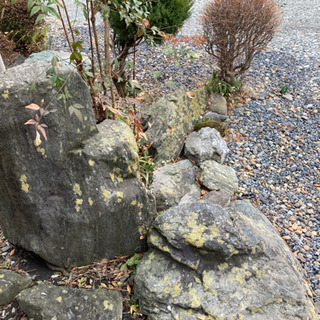 庭石　庭木　差し上げますの画像