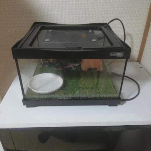爬虫類　レオパ　ケージ