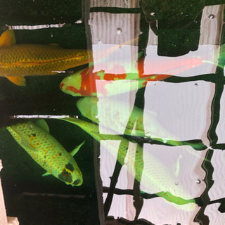 鯉を差し上げますの画像