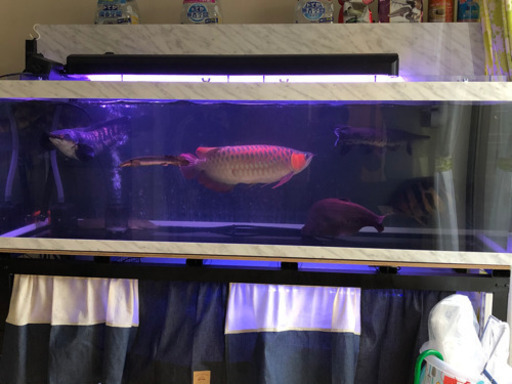 アクリル水槽、アロワナ、ポルカ、