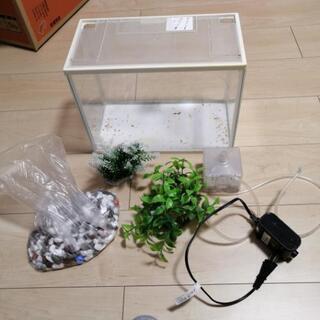 金魚水槽