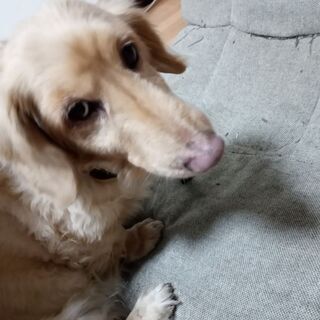 最後まで面倒を見てくださる家族を探しています。ダックスフンド☆ク...