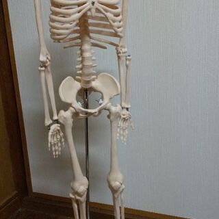 骨格標本80センチ 頸椎モデル付