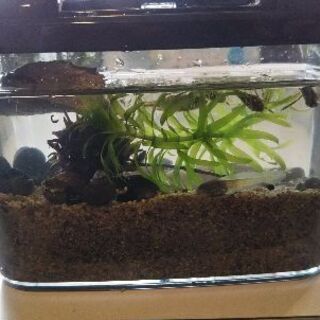 水生昆虫のマツモムシかんたん飼育セットです。
