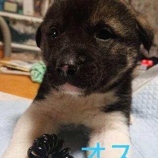 捨てられていました