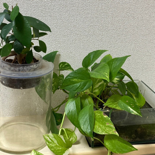 (受付終了)水作　プランツ\u0026アクア　2点セット
