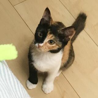 三毛猫子猫