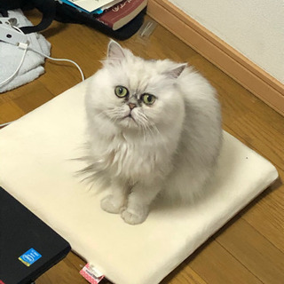 ペルシャ猫