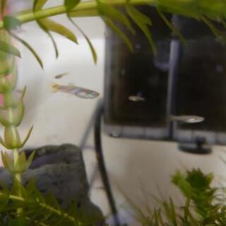 ダイヤモンドグッピーの稚魚です。の画像