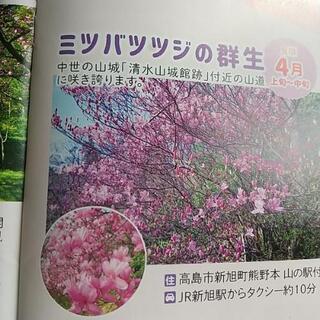みつばツツジの群生地、咲き始め山の駅付近ハイキング と清水山城館跡ハイキング   自由行動です   の画像