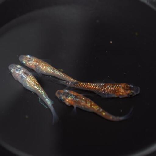 オーロラ黄ラメ新系統2ペア1500円
