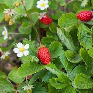 お引き取りに来られる方#ワイルドストロベリー#300円の画像