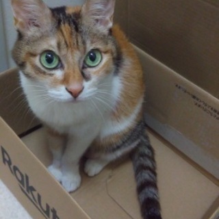 雑種 ミケ　美人　猫　14歳　メス