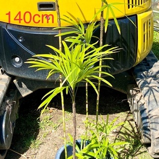 シュロチク　140cm  観葉植物　190cm有り　耐陰　耐寒性