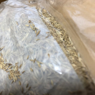 芝生の種　混合の画像