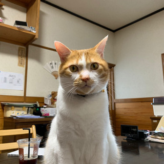ミックス猫