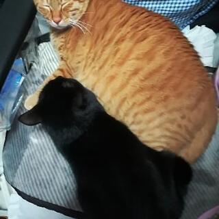 猫友達募集中
