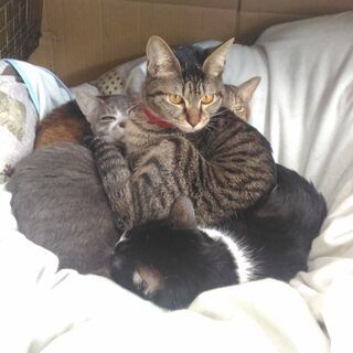 鎌倉ねこサロン（うちの子にゃん図鑑）