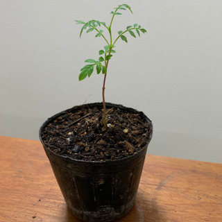 ジャカランダ 観葉植物 植物苗