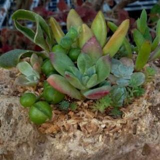 多肉植物寄せ植え(軽石鉢)
