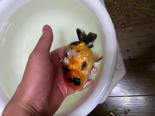 らんちゅう　江戸錦　14センチ