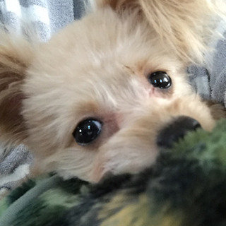 🐶ウチの子Love❤️メンバー募集中