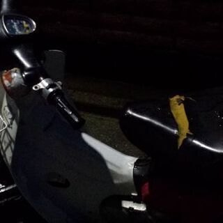 C50 スーパーカブ　部品取り　