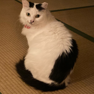 おしとやかな長毛さん♡ メロンちゃん