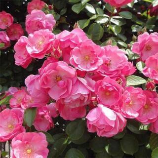 お引き取り#バラ#アンジェラ#薔薇#500円