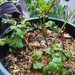 お引き取り#バラ#アンジェラ#薔薇#500円の画像