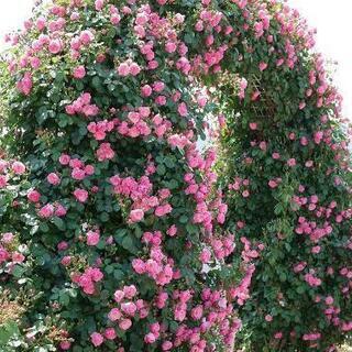 お引き取り#バラ#アンジェラ#薔薇#500円の画像