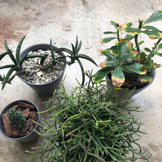 プランター  ダークグレー