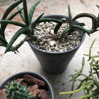 プランター  ダークグレーの画像